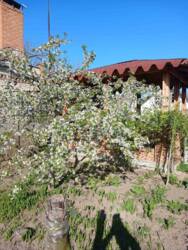 Продається будинок Вінницька, Вінницький, Прибузьке, Шевченка фото 3 Продається будинок Вінницька, Вінницький, Прибузьке, Шевченка фото 3