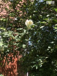 Продається будинок Вінницька, Вінниця, Бучми фото 3 Продається будинок Вінницька, Вінниця, Бучми фото 3