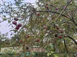 ��������� ������� �������, ³��������, ³������� ���� 6