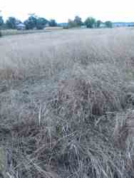 Продається будинок Вінницька, Немирівський, Остапківці фото 7 Продається будинок Вінницька, Немирівський, Остапківці фото 7