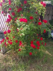 ��������� ������� ������, �����������, ³������� ���� 11