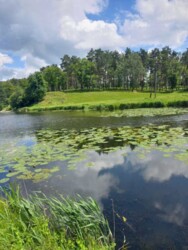 ��������� ������� �������, ³��������, ³������� ���� 8