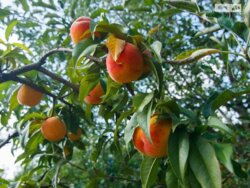 Продається будинок Вінницька, Вінниця, Старе місто, Юхима Сіцінського (С. Наливайка) фото 2 Продається будинок Вінницька, Вінниця, Старе місто, Юхима Сіцінського (С. Наливайка) фото 2