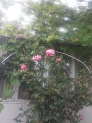 ��������� ������� ������, �����������, ³������� ���� 7