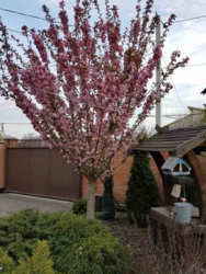 Продаєтся будинок в районі Новомиколаївки фото 19 Продаєтся будинок в районі Новомиколаївки фото 19