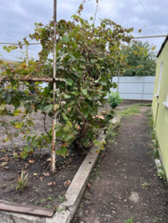 Продається будинок в районі Новомиколаївка фото 4 Продається будинок в районі Новомиколаївка фото 4