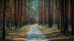 Потрясающий дом, новый ремонт, 333 м2, 4 спальни, выход в лес! фото 27 Потрясающий дом, новый ремонт, 333 м2, 4 спальни, выход в лес! фото 27