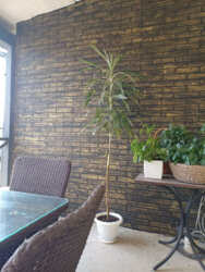 ����� ������������ ��� ���� 52