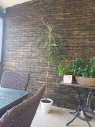 ����� ������������ ��� ���� 66