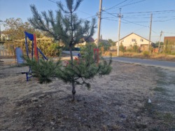 ������ ��� � ��������������� ���� 37