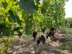 Продається будинок Київська, Білоцерківський фото 13 Продається будинок Київська, Білоцерківський фото 13