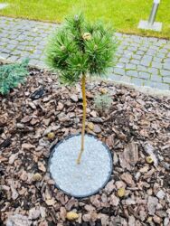 Продаж будинку ст.м Славутич фото 4 Продаж будинку ст.м Славутич фото 4