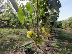 Продається будинок Київська, Білоцерківський фото 14 Продається будинок Київська, Білоцерківський фото 14