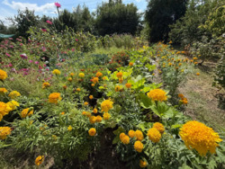 Продається будинок Київська, Баришевський, Баришівка фото 13 Продається будинок Київська, Баришевський, Баришівка фото 13