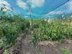 Продається будинок Київська, Баришевський, Баришівка фото 16 Продається будинок Київська, Баришевський, Баришівка фото 16