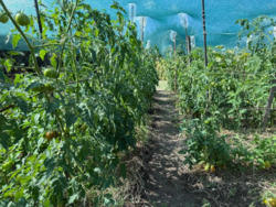 Продається будинок Київська, Баришевський, Баришівка фото 17 Продається будинок Київська, Баришевський, Баришівка фото 17