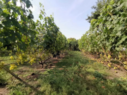 Продається будинок Київська, Білоцерківський фото 12 Продається будинок Київська, Білоцерківський фото 12