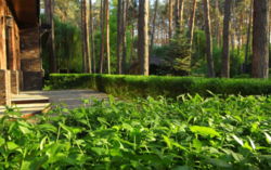 Будинок, Буча Лісова фото 3 Будинок, Буча Лісова фото 3