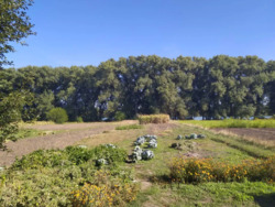 Продається будинок Київська, Білоцерківський фото 6 Продається будинок Київська, Білоцерківський фото 6