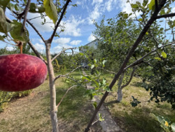 Продається будинок Київська, Баришевський, Баришівка фото 11 Продається будинок Київська, Баришевський, Баришівка фото 11