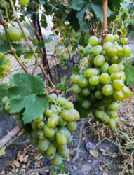 Будинок в Київській області фото 20 Будинок в Київській області фото 20