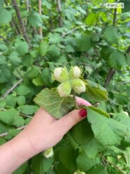 Продаж будинку на Софіївській Борщагівці фото 13 Продаж будинку на Софіївській Борщагівці фото 13