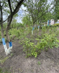 ������ ������� ���� 10