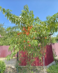 ������ ������� ���� 9