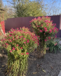 ������ ������� ���� 8