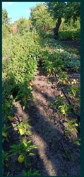 Продається дачна ділянка. фото 3 Продається дачна ділянка. фото 3