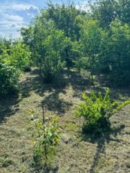 Продається домоволодіння ,с.Веселівка фото 21 Продається домоволодіння ,с.Веселівка фото 21
