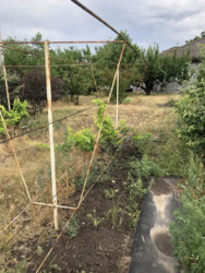 Продам будинок Черняхівка, 50 соток, є скважина. фото 15 Продам будинок Черняхівка, 50 соток, є скважина. фото 15