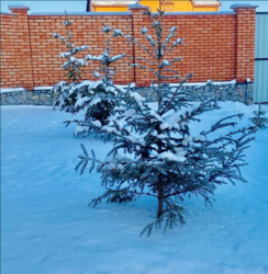 ������ ��� �� ��������� ���� 15