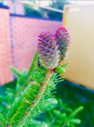 ������ ��� �� ��������� ���� 11