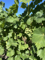 Продам частину будинку Новомиколаївка фото 3 Продам частину будинку Новомиколаївка фото 3