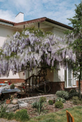 ������ ������� ��� ���.���� ���� 5