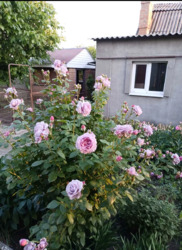 Продається чудовий будинок з доглянутим подвір’ям! 💰 Ціна: 70000 фото 4 Продається чудовий будинок з доглянутим подвір’ям! 💰 Ціна: 70000 фото 4