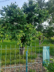 Продам дачний будинок в кооперативі Комунальник. фото 4 Продам дачний будинок в кооперативі Комунальник. фото 4