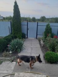 Продам будинок На П. Новом фото 6 Продам будинок На П. Новом фото 6