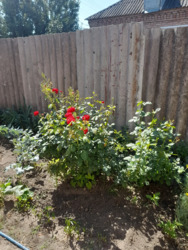 Продається половина будинку на Балці. фото 4 Продається половина будинку на Балці. фото 4