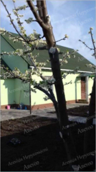 ������ ������� ����� ���������� ���� 8