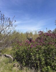 Продаж дачних ділянок в кооперативі Катеринівка 2га лінія фото 3 Продаж дачних ділянок в кооперативі Катеринівка 2га лінія фото 3