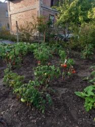 Продаж дачі під житло кооператив Ятрань фото 10 Продаж дачі під житло кооператив Ятрань фото 10