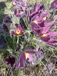 Продаж чудової дачі, СТ Комунальник! фото 6 Продаж чудової дачі, СТ Комунальник! фото 6