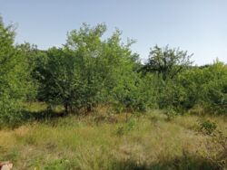 Продається дача СТ «Дружба» фото 9 Продається дача СТ «Дружба» фото 9