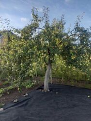 Продаж дачі під житло кооператив Ятрань фото 9 Продаж дачі під житло кооператив Ятрань фото 9