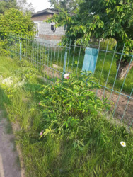 Продам дачний будинок в кооперативі Комунальник. фото 6 Продам дачний будинок в кооперативі Комунальник. фото 6