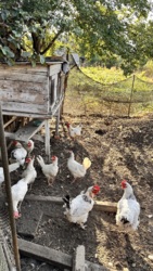 Продається будинок Одеська, Чорноморськ, Молодіжне, Комарова фото 11 Продається будинок Одеська, Чорноморськ, Молодіжне, Комарова фото 11