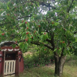 ̳öíèé áóäèíîê ó ÑÒ ßâà ôîòî 55 ̳öíèé áóäèíîê ó ÑÒ ßâà ôîòî 55