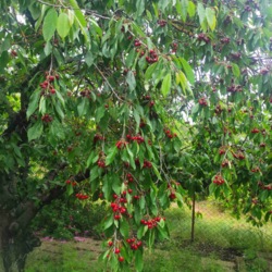 ̳öíèé áóäèíîê ó ÑÒ ßâà ôîòî 46 ̳öíèé áóäèíîê ó ÑÒ ßâà ôîòî 46